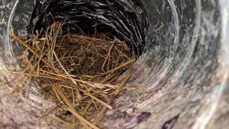 insects and birds nest in your ductwork